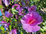 Hibiscus seriacus in pot, Ophalen of Verzenden, Volle zon