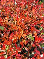 Photinia fraseri red Robin, 60cm, glansmispel nu €8,95 pst, Tuin en Terras, Planten | Struiken en Hagen, Ophalen of Verzenden