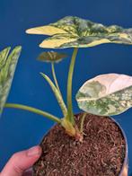 Alocasia Sinuata Aurea p12, Ophalen of Verzenden, Halfschaduw, Minder dan 100 cm