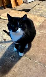 Lieve ( boerderij ) poes, Dieren en Toebehoren, Katten en Kittens | Overige Katten, Poes