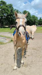 Haflinger merrie, Dieren en Toebehoren, Pony's, Merrie, Zadelmak, C pony (1.27m tot 1.37m), 7 tot 10 jaar