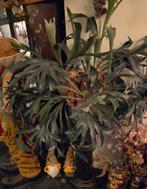 Zeer grote Hertshoorn, Ophalen, Halfschaduw, Minder dan 100 cm