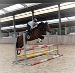 Zeer chique allround eyecatcher !!, Dieren en Toebehoren, Pony's, Merrie, B, Springpony, 3 tot 6 jaar