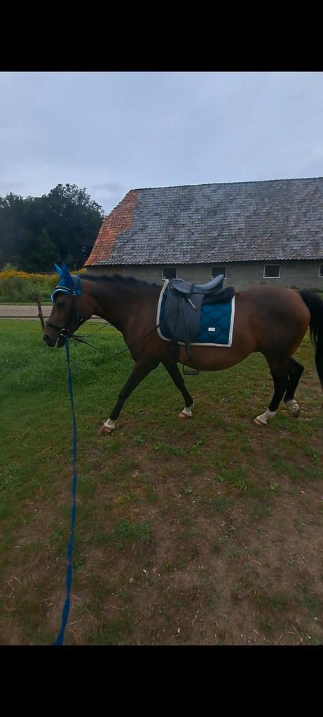 Hulp gezocht bij het zadelmak maken, Dieren en Toebehoren, Paarden en Pony's | Verzorgingsproducten, Ophalen of Verzenden