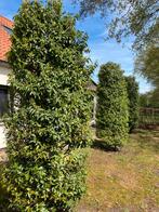 Bomen/ tuin planten, Ophalen, Bloeit niet, Halfschaduw, Overige soorten