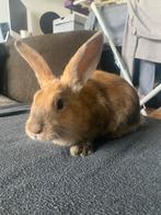 Mannetjes konijnen, Dieren en Toebehoren, Mannelijk, Middelgroot
