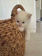 schattige ragdoll kittens te koop, Dieren en Toebehoren, Katten en Kittens | Overige Katten, Meerdere dieren, Langharig, 0 tot 2 jaar