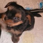 Yorkshire terrier, Dieren en Toebehoren, Honden | Jack Russells en Terriërs, Yorkshire Terriër, 8 tot 15 weken, Meerdere, Meerdere dieren