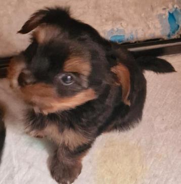 Yorkshire terrier  beschikbaar voor biedingen