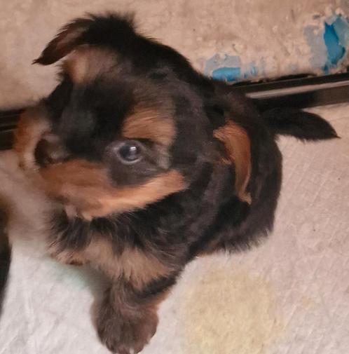 Yorkshire terrier, Dieren en Toebehoren, Honden | Jack Russells en Terriërs, Meerdere dieren, Yorkshire Terriër, Particulier, Meerdere