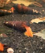 Tylomelania Golden - Aquarium slakken - slak, Slak of Weekdier, Zoetwatervis