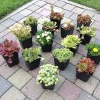 Rotsplanten, voor een rotstuin of als bodembedekker, Ophalen, Bodembedekkers, Volle zon, Vaste plant
