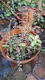 Cotoneaster, Tuin en Terras, Planten | Tuinplanten, Ophalen, Lente, Volle zon
