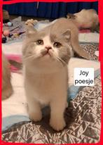 Britse korthaar kitten de laatste, mag gelijk mee bij klik, Meerdere dieren, Ontwormd, 0 tot 2 jaar