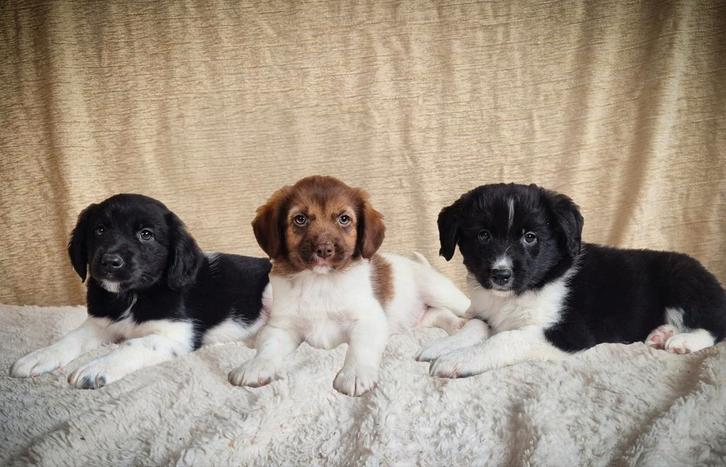 Speelse, enthousiaste Friese Stabij kruising pups!, Dieren en Toebehoren, Honden | Retrievers, Spaniëls en Waterhonden, Reu, Overige rassen