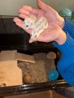2 Russische dwerghamster, Hamster, Mannelijk, Juli, Tam