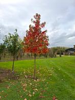 Liquidambar styraciflua - Amberboom, Ophalen of Verzenden, Overige soorten, 100 tot 250 cm