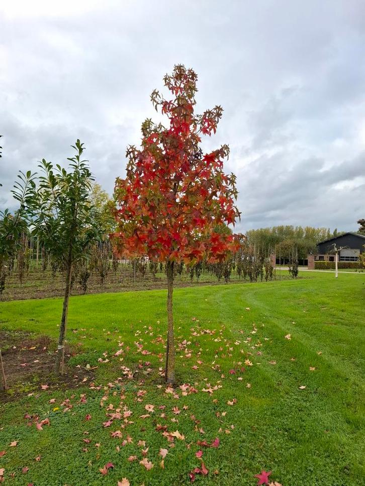 Liquidambar styraciflua - Amberboom, Tuin en Terras, Planten | Bomen, Overige soorten, 100 tot 250 cm, Ophalen of Verzenden