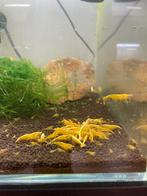 Yellow fire garnalen, Dieren en Toebehoren, Vissen | Aquariumvissen