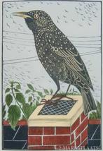 E.F. Daglish (1892-1966) Kleurenhoutsnede 'Spreeuw' ~1935. A, Verzenden