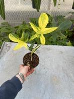 Philodendron Pedatum Variegata, Huis en Inrichting, Kamerplanten, Ophalen of Verzenden, Halfschaduw, Minder dan 100 cm