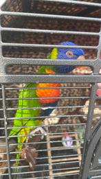 Lori van de blauwe bergen, Dieren en Toebehoren, Vogels | Parkieten en Papegaaien, Vrouwelijk, Papegaai, Geringd