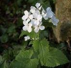 Te koop: zaden 1-, 2-jarigen en vaste planten, Tuin en Terras, Bloembollen en Zaden, Ophalen, Volle zon, Zaad