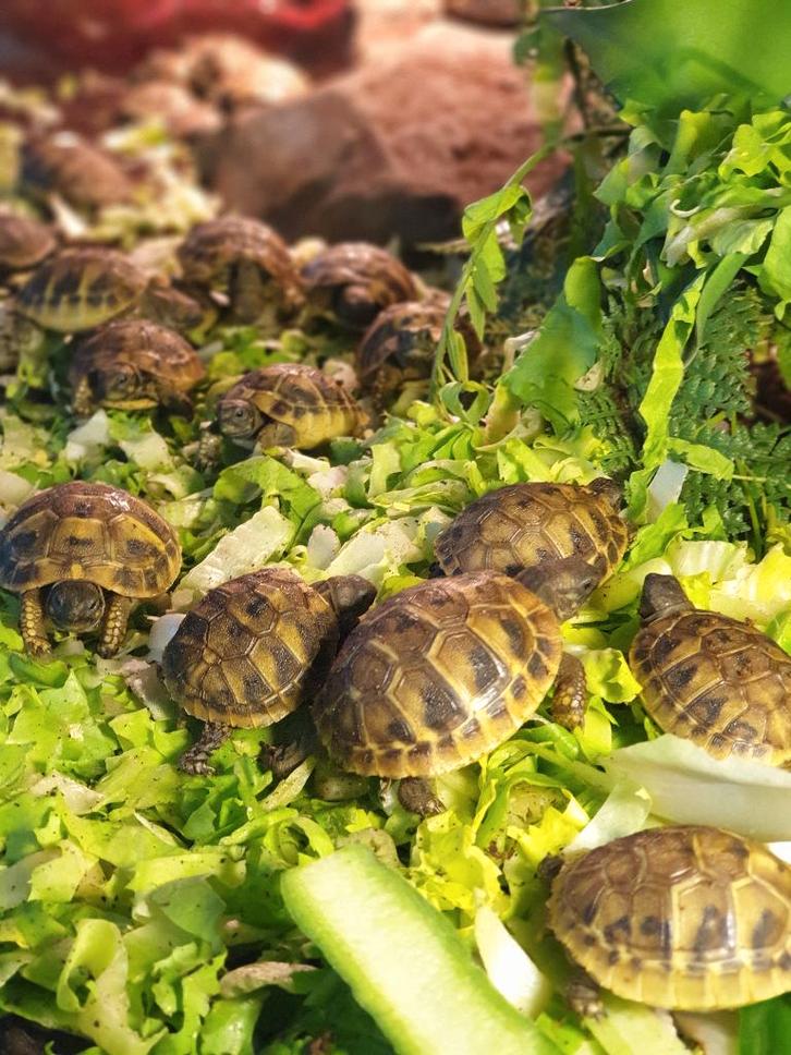 Lieve schildpadjes uit 2025