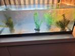 Aquarium, Dieren en Toebehoren, Vissen | Aquaria en Toebehoren, Ophalen, Zo goed als nieuw, Gevuld zoetwateraquarium