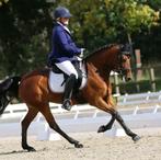 New forest d pony, Dieren en Toebehoren, Pony's, Merrie, D pony (1.37m tot 1.48m), Gechipt, 11 jaar of ouder