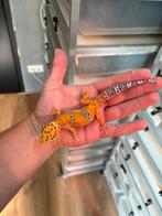 1.0 luipaardgekko, Dieren en Toebehoren, Reptielen en Amfibieën, Hagedis, 0 tot 2 jaar