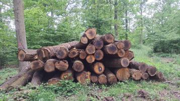 EIKENSTAMMEN 4 METER | DIKKE STAMMEN | 50 STÈRE beschikbaar voor biedingen