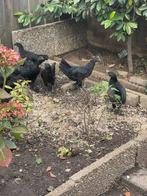 Ras kippen te koop/ Ayam Cemani:, Vrouwelijk