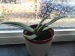 Gasteria plantje - Leuk voor in huis!, Overige soorten, Vaste plant, Ophalen of Verzenden, Bloeit niet