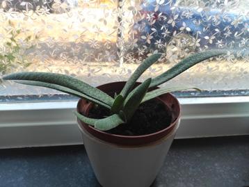 Gasteria plantje - Leuk voor in huis! beschikbaar voor biedingen