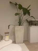 Mooie plant met grote pot, Ophalen, 100 tot 150 cm, Overige soorten, Halfschaduw