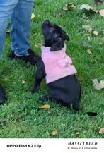 Nog 1 pupje american bully (teefje) zoekt huisje 16weken oud, Rabiës (hondsdolheid), Overige rassen, 8 tot 15 weken, Teef