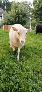 Ouessant ooi lammetje, Dieren en Toebehoren, Schapen, Geiten en Varkens, Vrouwelijk, Schaap, 0 tot 2 jaar