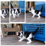 Boerderij  kittens, Dieren en Toebehoren, Katten en Kittens | Overige Katten, Meerdere dieren, Kortharig, 0 tot 2 jaar