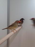 2-0 Binsen astrildes, Mannelijk, Tropenvogel, Geringd