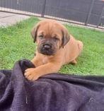 Super mooie kruising Rottweiler x Bordeaux dog pups, Overige rassen, CDV (hondenziekte), 8 tot 15 weken, Meerdere