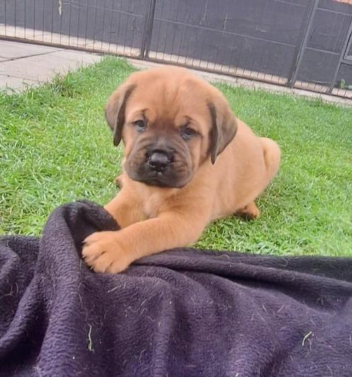 Super mooie kruising Rottweiler x Bordeaux dog pups, Dieren en Toebehoren, Honden | Bulldogs, Pinschers en Molossers, Meerdere dieren