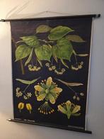 schoolplaat Jung Koch Quentell - linnen plaat- Linde, Antiek en Kunst, Ophalen of Verzenden, Natuur en Biologie