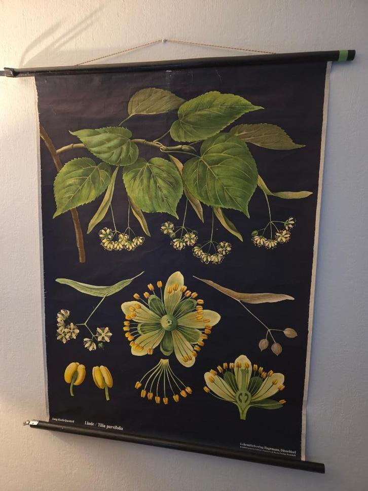 schoolplaat Jung Koch Quentell - linnen plaat- Linde, Antiek en Kunst, Antiek | Schoolplaten, Natuur en Biologie, Ophalen of Verzenden