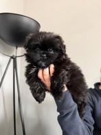 Lieve boomer pup., Dieren en Toebehoren, Parvo, 8 tot 15 weken, Eén hond, Nederland