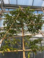 Prunus l. Brenelia Leiboom stamhoogte 180cm €195, Leiboom, Ophalen of Verzenden, Lente, 100 tot 250 cm
