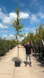 Amelanchier lamarckii krentenboom in potgekweekt, Ophalen of Verzenden, Volle zon, Overige soorten, 400 cm of meer