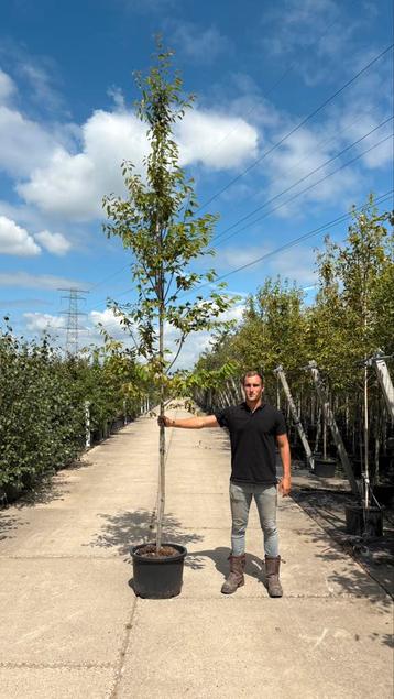 Amelanchier lamarckii krentenboom in potgekweekt beschikbaar voor biedingen