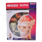 Menselijk Lichaam Hersenen 4D Model / Anatomie Schedel Hoofd, Verzenden, Nieuw