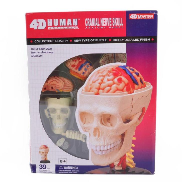 Menselijk Lichaam Hersenen 4D Model / Anatomie Schedel Hoofd, Diversen, Schoolbenodigdheden, Nieuw, Verzenden